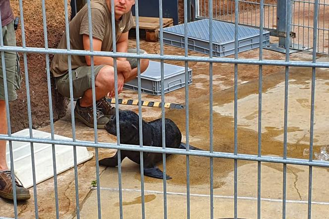 Nowy mieszkaniec wrocławskiego zoo poznał swoje imie! Zobaczcie małego kotika
