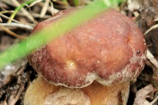 Grzyby w Świętokrzyskiem