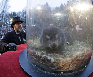 Świstak przepowiedział sześć tygodni zimy