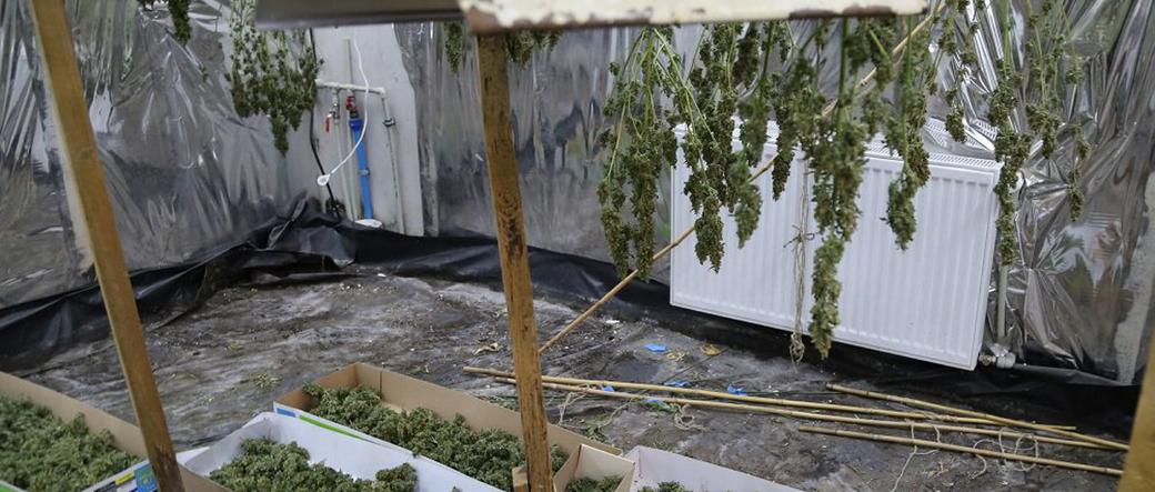 Marycha rosła między trumnami