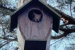 Wiewiórki wybrały sobie na opiekuna pana Krystiana. Założyły rodzinę tam, gdzie się ich najmniej spodziewał