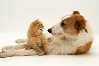 Problemy behawioralne u psów i kotów wynikające ze stresu. Jak sobie poradzić?
