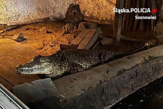 Sosnowiec. Na posesji w dzielnicy Pogoń trzymał dwa krokodyle. Jeden nie żyje