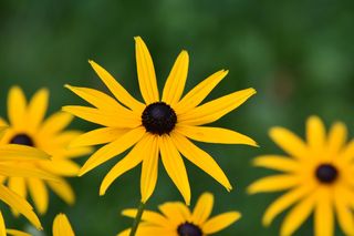 Rudbekia błyskotliwa