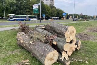 Protest mieszkańców przeciwko wycince drzew pod budowę linii tramwajowej do Mistrzejowic.