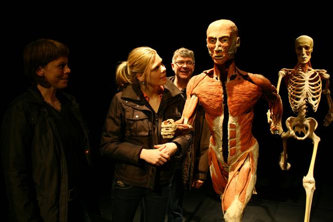 Body Worlds. Kontrowersyjna wystawa z ludzkich ciał lada dzień we Wrocławiu [ZDJĘCIA, WIDEO]