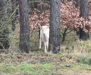 Biała sarna w wielkopolskich lasach