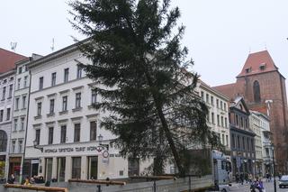 Choinka w Toruniu