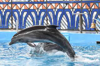 Kadra relaksowała się z delfinami w Soczi