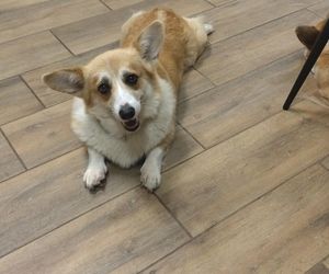 Pierwsza w Polsce kawiarnia z psami Corgi