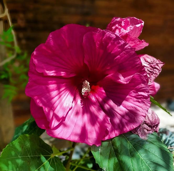 Hibiskus bagienny