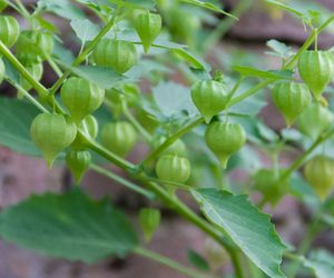 Kardiospermum zielone