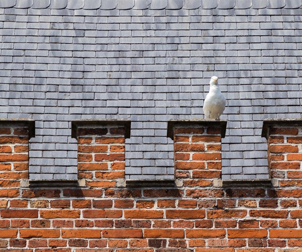 Skrzydlaci architekci w betonowej dżungli. Budują w dźwigach, koparkach i kościelnych wieżach