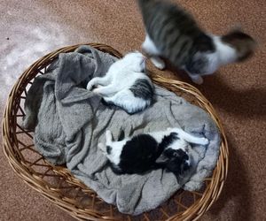 Poszukiwani wolontariusze do pomocy w Kociarni w Lesznie