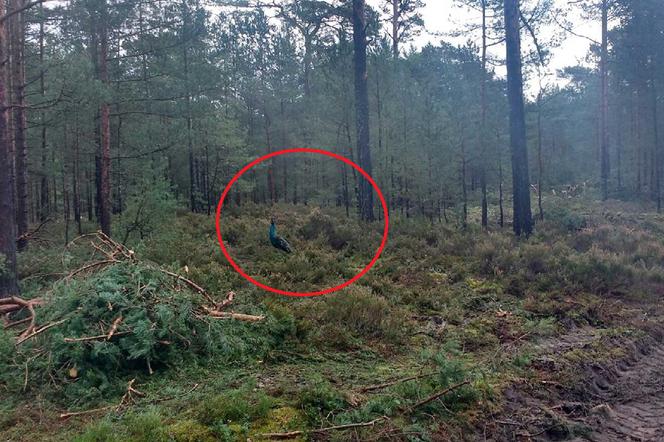 Leśniczy natknęli się pośród drzew na... pawia