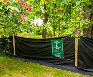 Domki fińskie na Polu Mokotowskim w trakcie odbudowy
