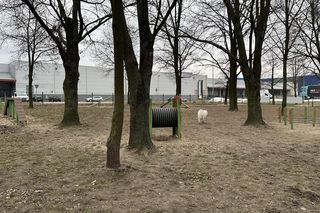 Wybiegi dla psów w Łodzi