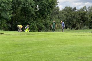 Dziki na polu golfowym