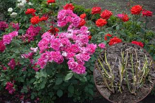 Przesadzanie róż w ogrodzie - kiedy przesadzać róże i jak to robić prawidłowo?