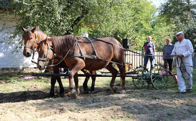 W skansenie w Lublinie pokazali, jak dawniej wyglądały wykopki kartoflane