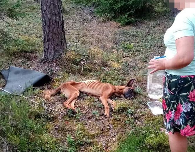 Pies cudem uniknął głodowej śmierci