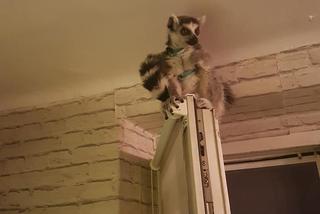 Polacy zostają w domu. Mieszkanka Piekar Śląskich czas spędza ze swoim... lemurem. To nie żart. Zobaczcie