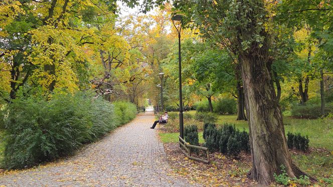 Krypta odkryta podczas rewitalizacji parku w Bydgoszczy. „Nie będziemy w żaden sposób ingerować”