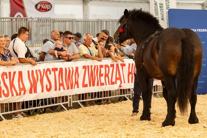 Jesienne Targi Rolnicze w Gryźlinach 2024. Wydarzenie przyciągnęło tłumy. Zobacz zdjęcia