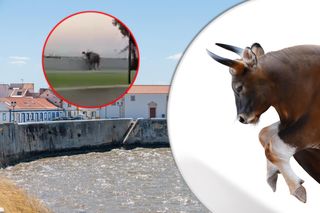 Byk rzucił się na ludzi na ulicy! Wideo pokazuje dramatyczne chwile