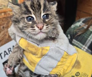 Taraje urodziły się w toruńskim zoo. Fenomen na skalę światową