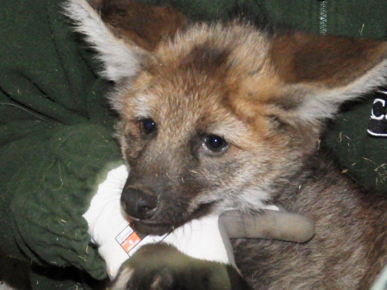 Zoo w Chorzowie: Urodziły się małe wilczki