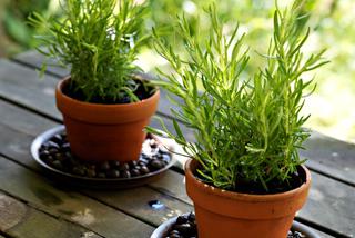 Keramzyt – podłoże do uprawy roślin w pojemnikach na balkonie i w ogrodzie