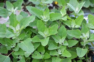 Komosa biała (lebioda)