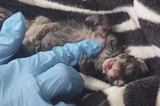 Chciała utopić kotki w ubikacji