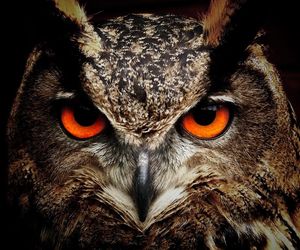 Zamojskie ZOO zaprasza na nocne zwiedzanie.  To będzie spacer z dreszczykiem