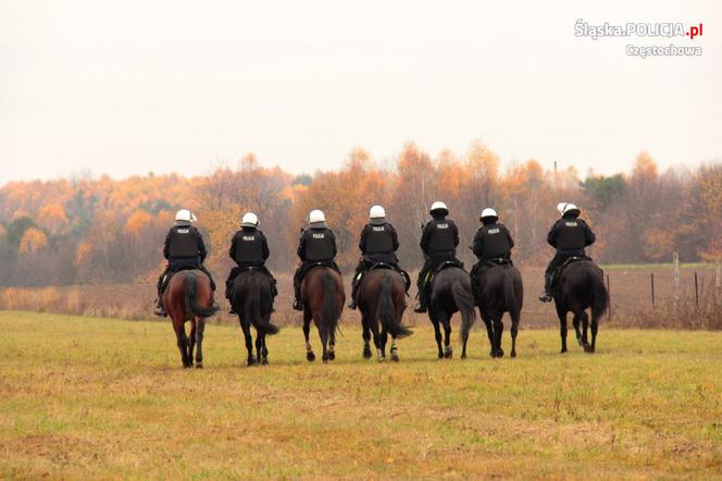 Konie służbowe śląskiej policji przeszły szkolenie. Musiały wytrzymać odgłosy wystrzałów czy ujadanie psów [ZDJĘCIA, WIDEO]
