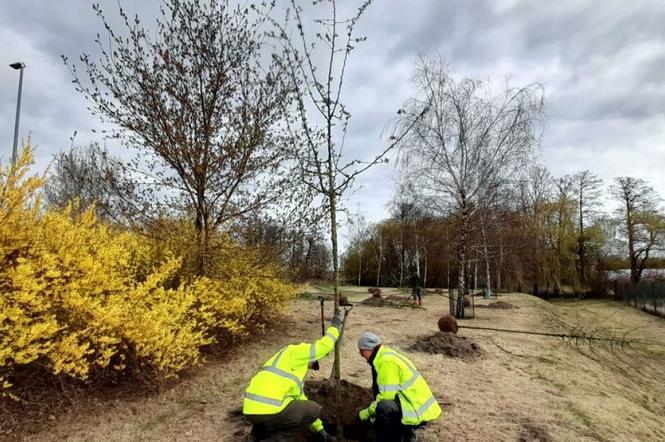 W ramach projektu Zielone fyrtle. Niech połączą nas drzewa realizowanego z Poznańskiego Budżetu Obywatelskiego PBO na Fabianowie - Kotowie 
