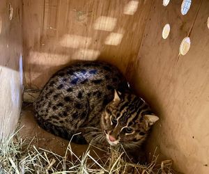 Taraje urodziły się w toruńskim zoo. Fenomen na skalę światową