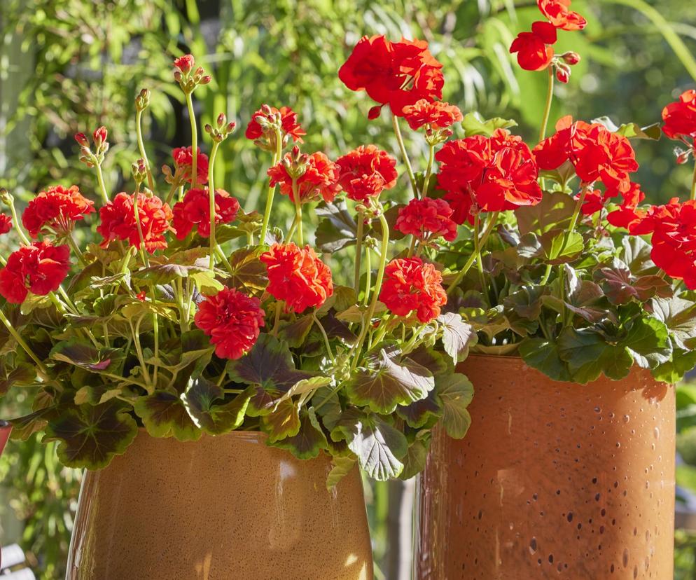 Pelargonie