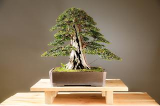 Zielona Góra: Wystawa drzewek Bonsai w Ogrodzie Botanicznym