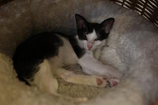 MRAU Cafe w Lublinie. Poznajcie uroczych mieszkańców kociej kawiarni!