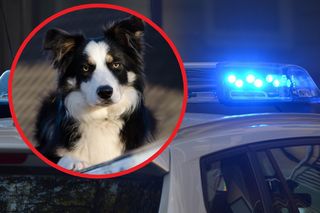 Wstrząsające sceny na terenie tarnowskiej firmy. Pies ugotował się w rozgrzanym aucie. Nikt nie pomógł zwierzęciu