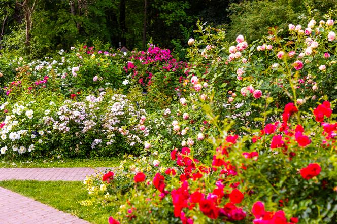 7 najładniejszych ogrodów botanicznych w Polsce. Kiedy je odwiedzić i gdzie są?