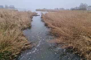 Śnięte ryby w Mielnie