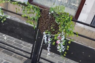 Rój pszczół w… centrum Krakowa! Niesamowity widok na ul. Siennej 