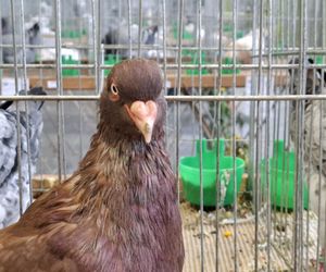Kalisz. Rasowe gołębie, drób i króliki można podziwiać w hali OSRiR