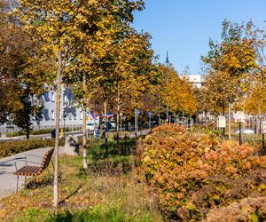 Park linearny na Bielanach w Warszawie