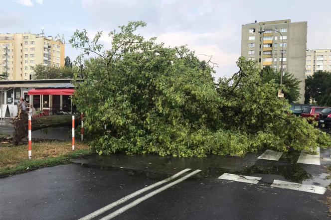 Kataklizm na Bielanach: Wichura, ulewa, powyrywane z korzeniami drzewa, zniszczone samochody!