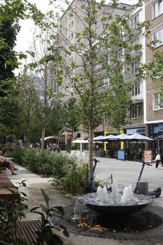Martwe drzewa na Chmielnej w Warszawie. Miasto potwierdza. „Termin wymiany to jesień”