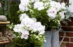 Białe pelargonie